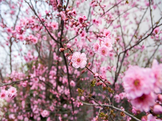 茨城県の風景：水戸の梅祭り
