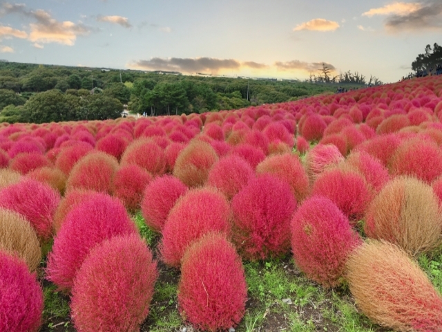 茨城県の風景：国営ひたち海浜公園